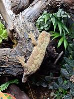 Mannelijke chahoua gekko bijna 2 jaar met terrarium, Overige soorten, Met terrarium, 0 tot 2 jaar