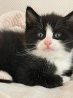 5 lieve kittens, Meerdere dieren