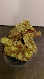 Begonia, Ophalen of Verzenden
