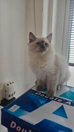 Siberische kitten Neva Masquerade, Dieren en Toebehoren, Katten en Kittens | Overige Katten, Meerdere dieren