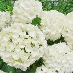 2 grote mooie witte hortensia's | Hortensia, Ophalen, Vaste plant, Overige soorten, Halfschaduw