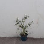 Paarsbloeiende vlinderstruiken | Buddleja 'Nanho purple', Ophalen of Verzenden, Zomer, Overige soorten, Volle zon
