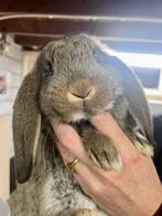 4 leuke jonge franse hangoortjes, Dieren en Toebehoren, Meerdere dieren, Groot, Hangoor, 0 tot 2 jaar