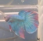 Betta man 4, Dieren en Toebehoren, Vissen | Aquariumvissen, Vis