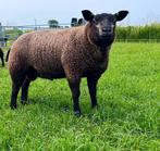 Stamboek blauwe texelaar dekrammen te koop, Dieren en Toebehoren, Mannelijk, Schaap