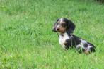 Knappe Langhaar dwerg Teckel pups reutjes, Nederland, Reu, CDV (hondenziekte), 8 tot 15 weken