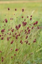 Kleine pimpernel, inheemse plant, Tuin en Terras, Vaste plant, Ophalen