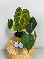 Anthurium King of Clarinervium, Huis en Inrichting, Kamerplanten, Ophalen of Verzenden, Overige soorten, Minder dan 100 cm