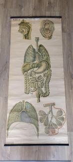 Anatomie schoolplaat, 157 x 68 cm G.B van Goor en zonen, Antiek en Kunst, Antiek | Schoolplaten, Ophalen of Verzenden, Natuur en Biologie