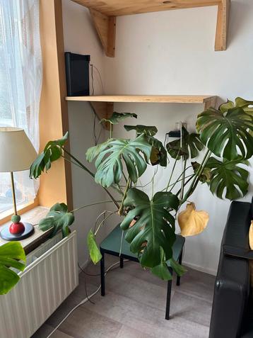 Mooie Monstera Deliciosa beschikbaar voor biedingen