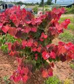 Cercis canadensis 'JN100' Hearts A'fire PPAF / NIEUW ‼️‼️, Lente, 250 tot 400 cm, Ophalen, Volle zon