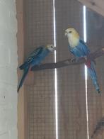 Koppel bleekkop rosellas., Dieren en Toebehoren, Vogels | Parkieten en Papegaaien, Meerdere dieren, Parkiet