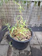 Bamboe (Fargesia) in grote kuip, Tuin en Terras, Planten | Tuinplanten, Vaste plant, Bloeit niet, Halfschaduw, Ophalen