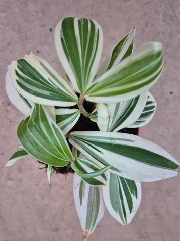 Costus Arabicus Variegatus p10 (4) beschikbaar voor biedingen