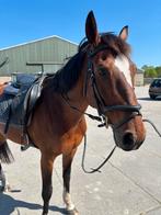 Bijrijder aangeboden ( Etten-leur), Dieren en Toebehoren, Paarden en Pony's | Verzorgingsproducten, Ophalen