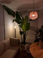 Grote Strelitzia Nicolai iclusief pot - 320cm, Huis en Inrichting, Kamerplanten, 200 cm of meer, Overige soorten, In pot, Groene kamerplant