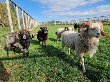 Ouessant schapen | Dekram te leen | Diverse kleuren beschikbaar voor biedingen