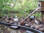 Mandarijn eenden, Dieren en Toebehoren, Meerdere dieren, Eend