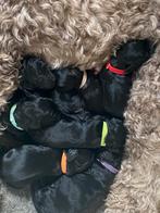 Australian Labradoodle Pups, Dieren en Toebehoren, Honden | Retrievers, Spaniëls en Waterhonden, Overige rassen, 8 tot 15 weken