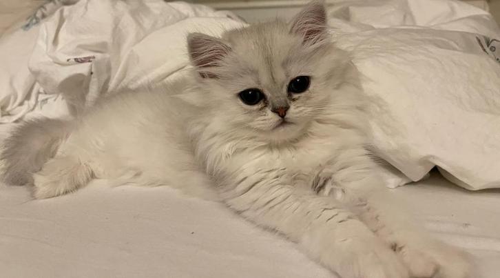 langharige Britse kitten, Dieren en Toebehoren, Katten en Kittens | Raskatten | Langhaar, Poes, Ontwormd, Ingeënt