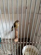 Bastaard sijs, Mannelijk, Wildzangvogel