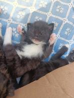 Jonge katten, schattige kittens, Dieren en Toebehoren, Katten en Kittens | Overige Katten, Meerdere dieren