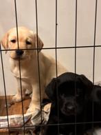 Prachtige vriendelijke labrador pups, Dieren en Toebehoren, Honden | Retrievers, Spaniëls en Waterhonden, CDV (hondenziekte), 8 tot 15 weken