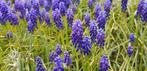 Leliegras - Liriope muscari 'Moneymaker', Tuin en Terras, Planten | Tuinplanten, Ophalen of Verzenden, Vaste plant, Overige soorten
