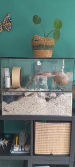 Woestijnratjes met terrarium, Rat, April, Vrouwelijk, Tam