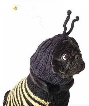 Zelf Honden Kleding Breien NIEUW (NOG GESEALED) BOEK, Hobby en Vrije tijd, Breien en Haken, Nieuw, Breien, Patroon of Boek, Verzenden