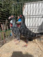 Twee prachtige ispit bagdadi doffers, Meerdere dieren
