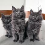 Lieve Maine Coon kittens met stamboom - Blue Smoke, Dieren en Toebehoren, Meerdere dieren, Gechipt, 0 tot 2 jaar