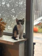 Katertje zoekt nieuw permanent huisje!!!, Dieren en Toebehoren, Katten en Kittens | Overige Katten, Kater