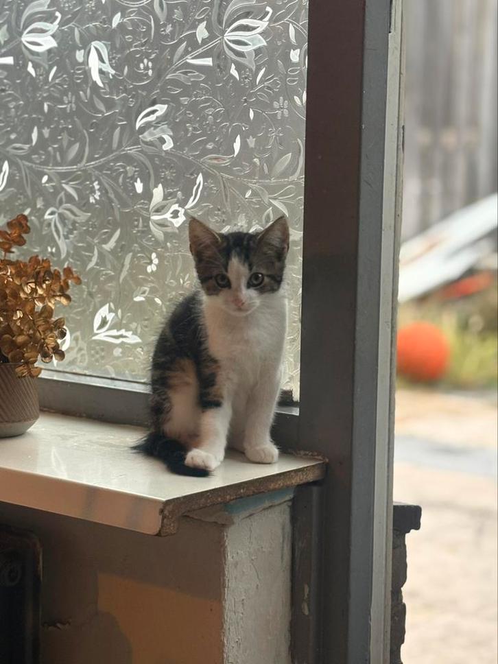 Katertje zoekt nieuw permanent huisje!!!, Dieren en Toebehoren, Katten en Kittens | Overige Katten, Kater