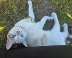 2 prachtige rode kittens, Dieren en Toebehoren, Katten en Kittens | Raskatten | Korthaar