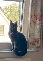 Britse korthaar/Ragdoll kruising poes, NIET gesteriliseerd, Ophalen, Katten