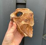 Atlaswervel mammoet fossiel, Verzamelen, Mineralen en Fossielen, Ophalen of Verzenden, Fossiel