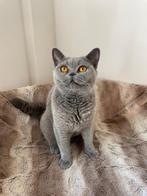 Prachtige grijze Britse korthaar poes 2jr, Dieren en Toebehoren, Katten en Kittens | Raskatten | Korthaar, Poes, Gechipt, 0 tot 2 jaar