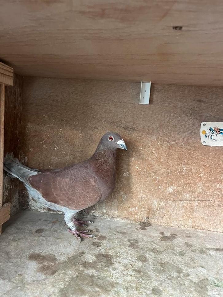 Kleurpostduiven, Dieren en Toebehoren, Vogels | Duiven, Postduif, Meerdere dieren