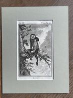 Douc / doeklangoeren - Buffon 1770 aap / apen, Ophalen of Verzenden