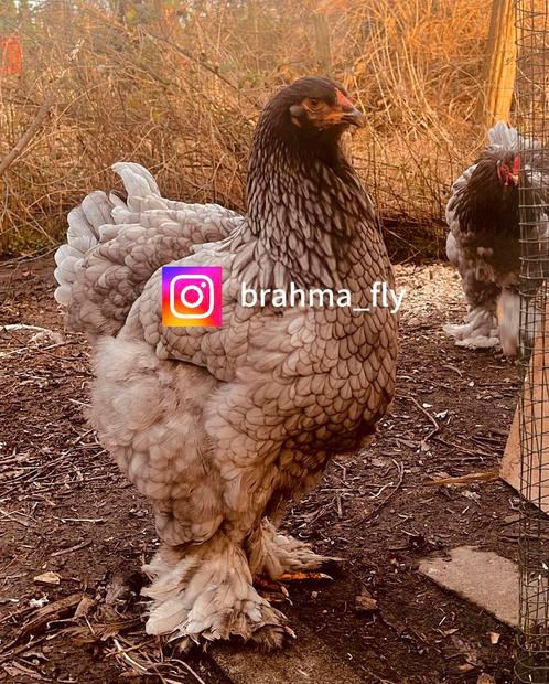 Brahma BLAUW broedeieren GROOTHOENDER, Dieren en Toebehoren, Pluimvee, Kip, Geslacht onbekend