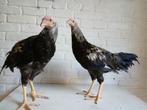 Twents hoen koppels en trio's, Dieren en Toebehoren, Pluimvee, Meerdere dieren, Kip