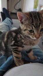 supper schattige lieve mannetjes kat, Dieren en Toebehoren, Katten en Kittens | Overige Katten, Kater
