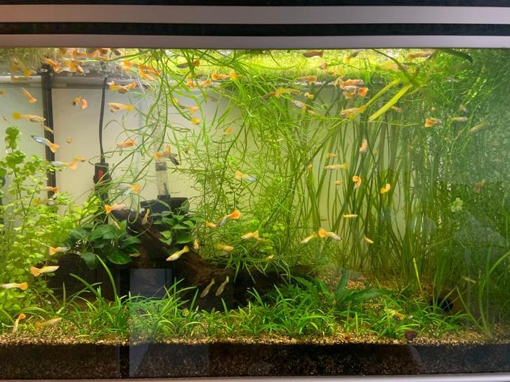 Mooie gele guppen – €1 per duo (mannetje + vrouwtje), Dieren en Toebehoren, Vissen | Aquariumvissen, Vis