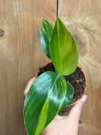 Strelitzia nicolai variegata plant aurea yellow lemon lime, Huis en Inrichting, Kamerplanten, Ophalen of Verzenden, Overige soorten