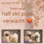 Lhasa apso pups verwacht, Overige rassen, CDV (hondenziekte), 8 tot 15 weken, Meerdere