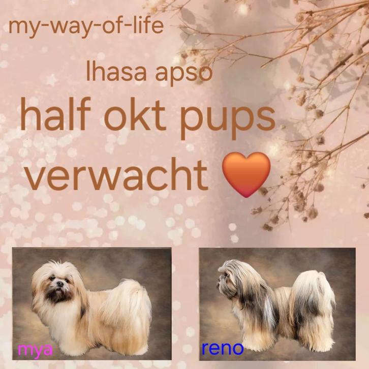 Lhasa apso pups verwacht, Dieren en Toebehoren, Honden | Chihuahua's en Gezelschapshonden, Meerdere dieren, Overige rassen, Fokker | Hobbymatig