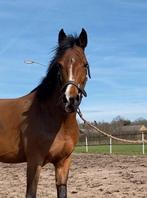 Zeer stoere nrps merrie, Dieren en Toebehoren, Merrie, B, Gechipt, 11 jaar of ouder