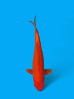 OGATA Benigoi Female rood goromo Ginrin Asagi trommelfilter, Dieren en Toebehoren, Vissen | Vijvervissen