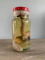 Hondshaai op formol. Sterkwaterpreparaat. Taxidermie, Antiek en Kunst, Curiosa en Brocante, Ophalen